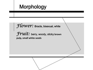 Morphology
Flower: Bracts, bisexual, white
Fruit: berry, woody, sticky brown
pulp, small white seeds
 