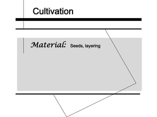 Cultivation
Material: Seeds, layering
 