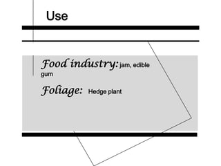Use
Food industry: jam, edible
gum
Foliage: Hedge plant
 
