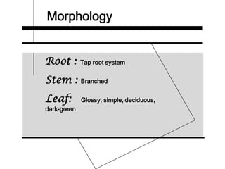 Morphology
Root : Tap root system
Stem : Branched
Leaf: Glossy, simple, deciduous,
dark-green
 
