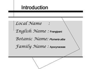 Introduction
Local Name :
English Name : Frangipani
Botanic Name: Plumeria alba
Family Name : Apocynaceae
 