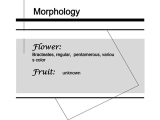 Morphology
Flower:
Bracteates, regular, pentamerous, variou
s color
Fruit: unknown
 