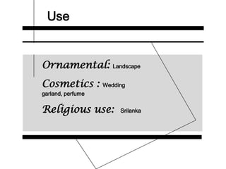 Use
Ornamental: Landscape
Cosmetics : Wedding
garland, perfume
Religious use: Srilanka
 
