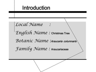 Introduction
Local Name :
English Name : Christmas Tree
Botanic Name :Araucaria columnaris
Family Name : Araucariaceae
 