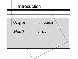Introduction
Origin : Australia
Habit : Tree
 
