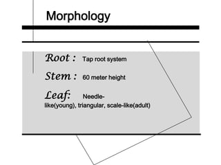 Morphology
Root : Tap root system
Stem : 60 meter height
Leaf: Needle-
like(young), triangular, scale-like(adult)
 