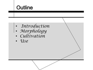 Outline
• Introduction
• Morphology
• Cultivation
• Use
 