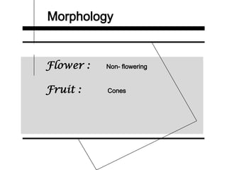 Morphology
Flower : Non- flowering
Fruit : Cones
 