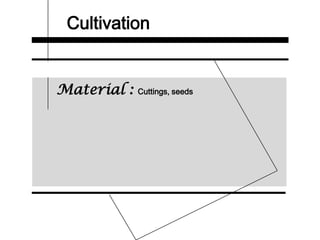 Cultivation
Material : Cuttings, seeds
 