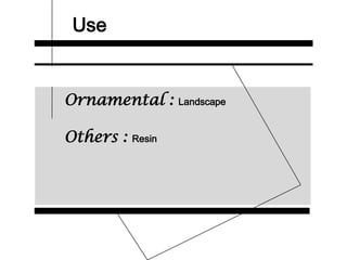 Use
Ornamental : Landscape
Others : Resin
 