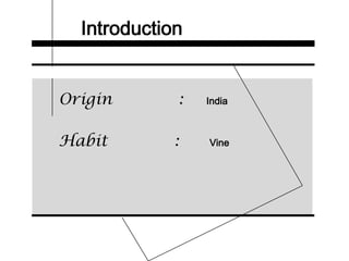 Introduction
Origin : India
Habit : Vine
 