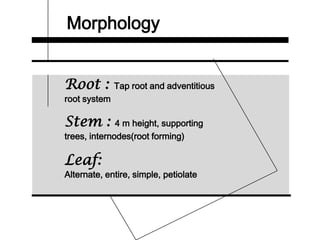 Morphology
Root : Tap root and adventitious
root system
Stem : 4 m height, supporting
trees, internodes(root forming)
Leaf:
Alternate, entire, simple, petiolate
 
