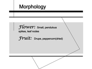 Morphology
Flower: Small, pendulous
spikes, leaf nodes
Fruit: Drupe, peppercorn(dried)
 
