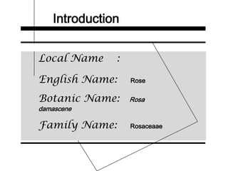 Introduction
Local Name :
English Name: Rose
Botanic Name: Rosa
damascene
Family Name: Rosaceaae
 