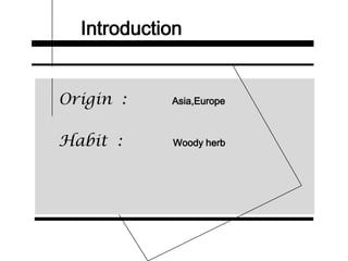 Introduction
Origin : Asia,Europe
Habit : Woody herb
 