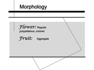 Morphology
Flower: Regular
,polypetalous, colored
Fruit: Aggregate
 