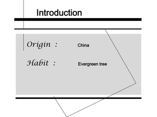 Introduction
Origin : China
Habit : Evergreen tree
 