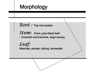 Morphology
Root : Tap root system
Stem: Erect, grey-black bark
, brownish-red branches, large canopy
Leaf:
Alternate, serrate, oblong, lanceolate
 