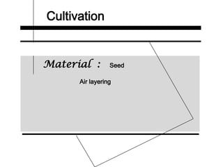 Cultivation
Material : Seed
Air layering
 