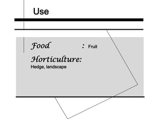 Use
Food : Fruit
Horticulture:
Hedge, landscape
 