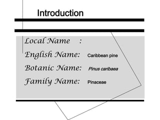 Introduction
Local Name :
English Name: Caribbean pine
Botanic Name: Pinus caribaea
Family Name: Pinaceae
 