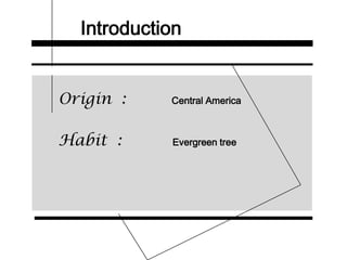 Introduction
Origin : Central America
Habit : Evergreen tree
 