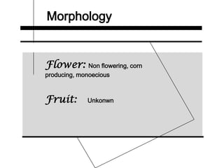 Morphology
Flower: Non flowering, corn
producing, monoecious
Fruit: Unkonwn
 