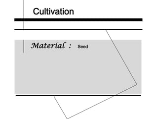 Cultivation
Material : Seed
 