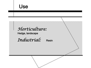 Use
Horticulture:
Hedge, landscape
Industrial: Resin
 