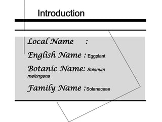 Introduction
Local Name :
English Name : Eggplant
Botanic Name: Solanum
melongena
Family Name :Solanaceae
 