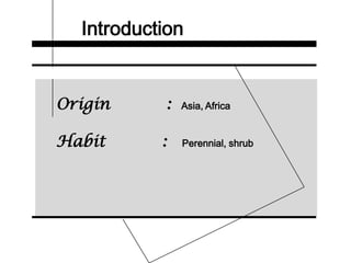 Introduction
Origin : Asia, Africa
Habit : Perennial, shrub
 