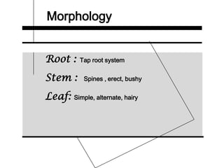 Morphology
Root : Tap root system
Stem : Spines , erect, bushy
Leaf: Simple, alternate, hairy
 