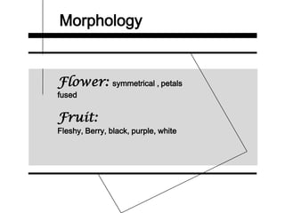 Morphology
Flower: symmetrical , petals
fused
Fruit:
Fleshy, Berry, black, purple, white
 