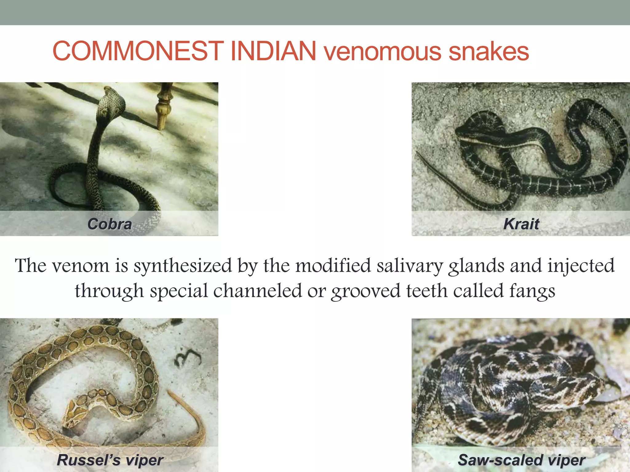 SNAKE BITE MANAGEMENT | PPTX