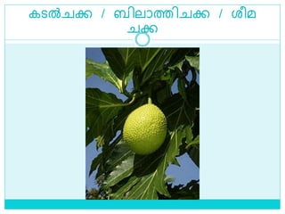 കെൽ ക്ക / ബിലാത്തി ക്ക / രീമ
ക്ക
 