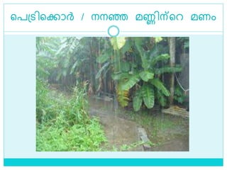 ളപശ്െിളക്കാര്‍ / നനെ മണ്ണിന്ളറ മണം
 
