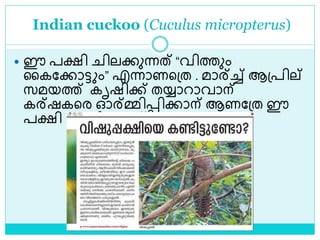 Indian cuckoo (Cuculus micropterus)
 ഈ പക്ഷി ിലക്കുന്നത് “വിത്തും
ലകലക്കാട്ട ം” എന്നാണളശ്ത . മാര്ച്ച് ആശ്പില്
സമയത്ത് കൃഷിക്ക് തയ്യാറാവാന്
കര്ഷകളര ഓര്മ്മിെിക്കാന് ആണലശ്ത ഈ
പക്ഷി വന്നിരുന്നത്
 