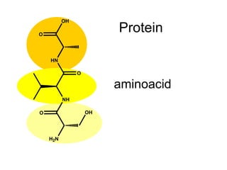 Protein aminoacid 