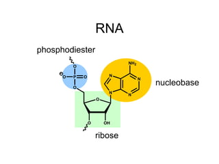 RNA ribose nucleobase phosphodiester 