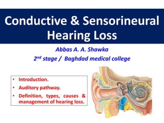 Conductive & Sensorineural
Hearing Loss
Abbas A. A. Shawka
2nd stage / Baghdad medical college
• Introduction.
• Auditory pathway.
• Definition, types, causes &
management of hearing loss.
 