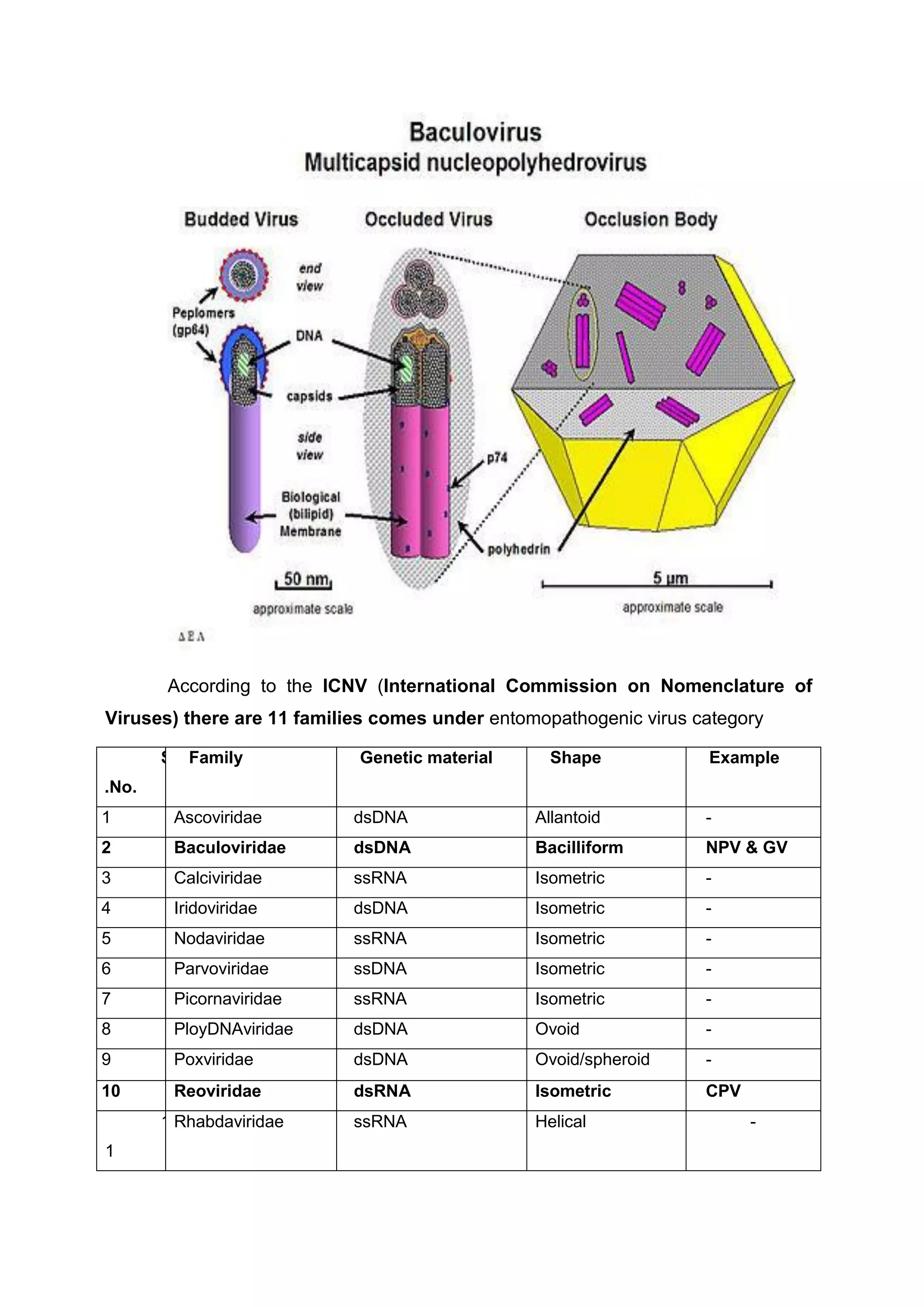 According to the ICNV (International Commission on Nomenclature of
Viruses) there are 11 families comes under entomopathogenic virus category
S
.No.
Family Genetic material Shape Example
1 Ascoviridae dsDNA Allantoid -
2 Baculoviridae dsDNA Bacilliform NPV & GV
3 Calciviridae ssRNA Isometric -
4 Iridoviridae dsDNA Isometric -
5 Nodaviridae ssRNA Isometric -
6 Parvoviridae ssDNA Isometric -
7 Picornaviridae ssRNA Isometric -
8 PloyDNAviridae dsDNA Ovoid -
9 Poxviridae dsDNA Ovoid/spheroid -
10 Reoviridae dsRNA Isometric CPV
1
1
Rhabdaviridae ssRNA Helical -
 