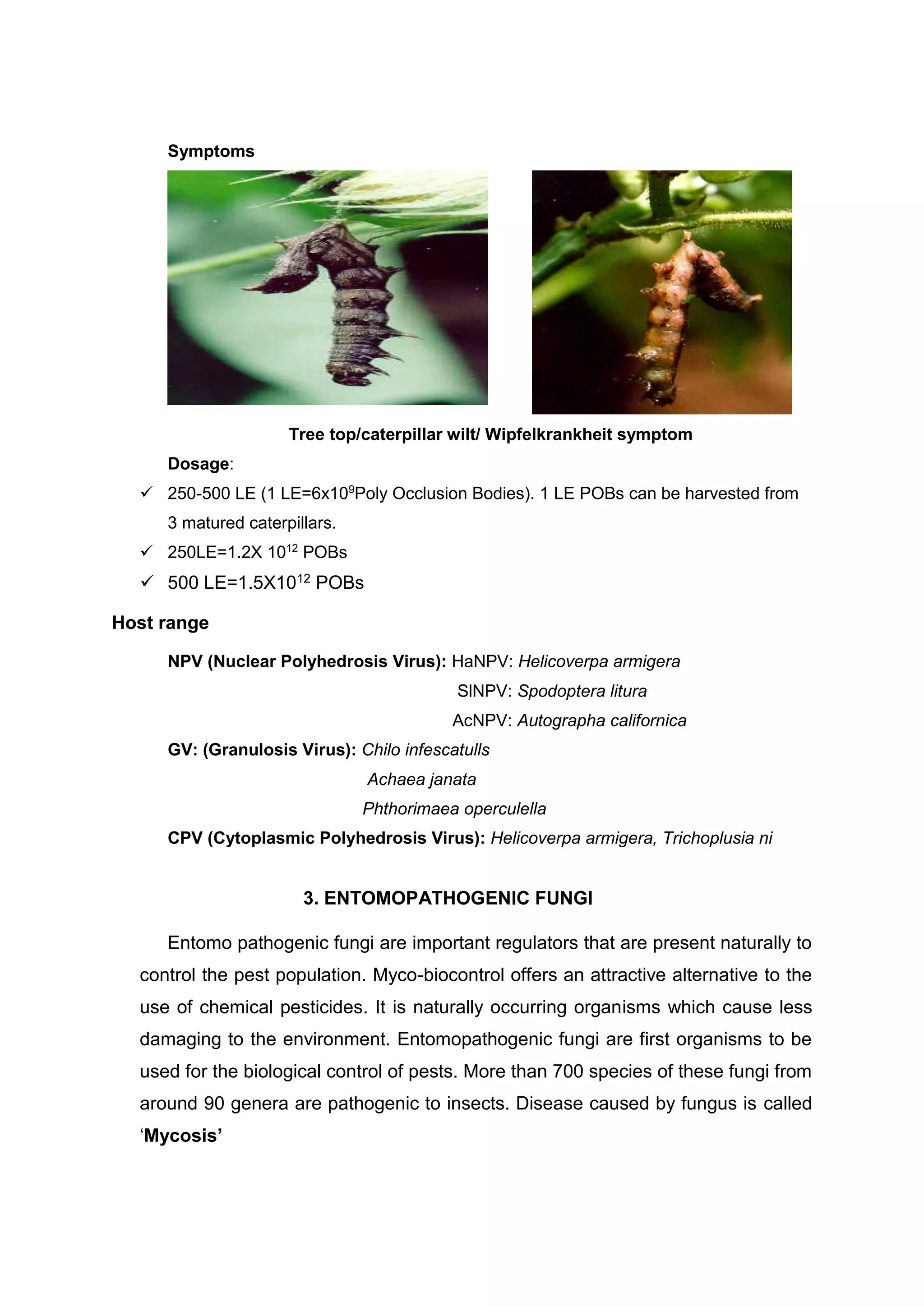 Symptoms
Tree top/caterpillar wilt/ Wipfelkrankheit symptom
Dosage:
 250-500 LE (1 LE=6x109
Poly Occlusion Bodies). 1 LE POBs can be harvested from
3 matured caterpillars.
 250LE=1.2X 1012
POBs
 500 LE=1.5X1012 POBs
Host range
NPV (Nuclear Polyhedrosis Virus): HaNPV: Helicoverpa armigera
SlNPV: Spodoptera litura
AcNPV: Autographa californica
GV: (Granulosis Virus): Chilo infescatulls
Achaea janata
Phthorimaea operculella
CPV (Cytoplasmic Polyhedrosis Virus): Helicoverpa armigera, Trichoplusia ni
3. ENTOMOPATHOGENIC FUNGI
Entomo pathogenic fungi are important regulators that are present naturally to
control the pest population. Myco-biocontrol offers an attractive alternative to the
use of chemical pesticides. It is naturally occurring organisms which cause less
damaging to the environment. Entomopathogenic fungi are first organisms to be
used for the biological control of pests. More than 700 species of these fungi from
around 90 genera are pathogenic to insects. Disease caused by fungus is called
‘Mycosis’
 