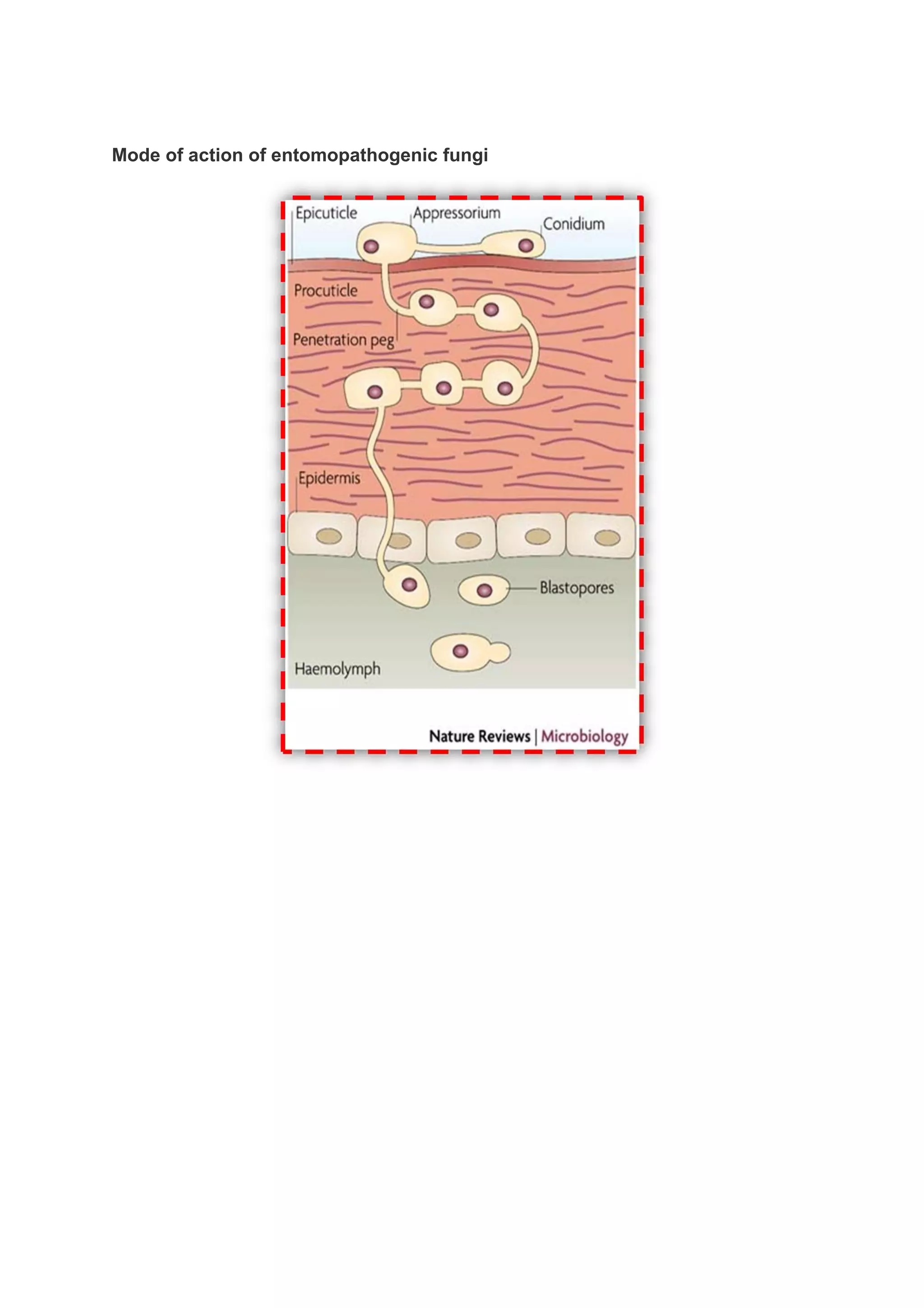 Mode of action of entomopathogenic fungi
 