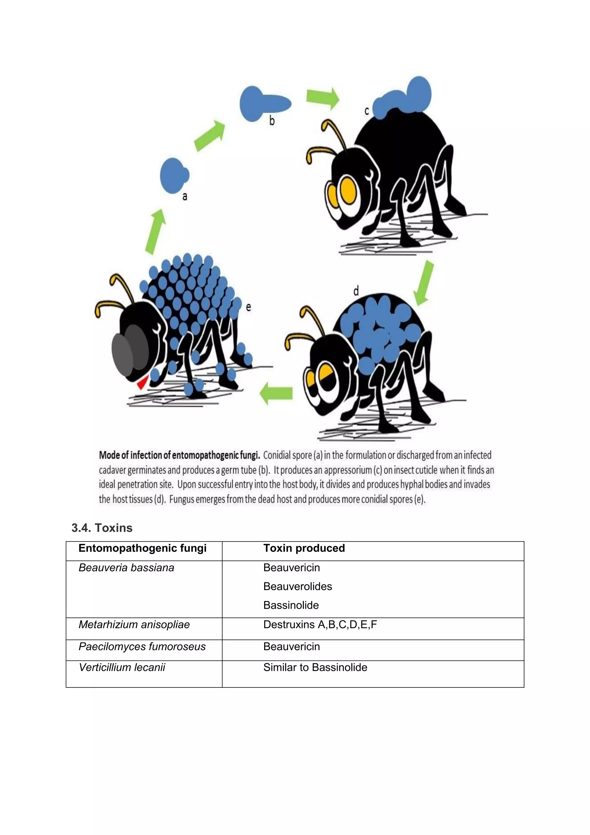 3.4. Toxins
Entomopathogenic fungi Toxin produced
Beauveria bassiana Beauvericin
Beauverolides
Bassinolide
Metarhizium anisopliae Destruxins A,B,C,D,E,F
Paecilomyces fumoroseus Beauvericin
Verticillium lecanii Similar to Bassinolide
 
