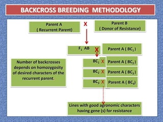 Parent A
( Recurrent Parent)
X
Parent A ( BC1 )F1 AB
X
Number of backcrosses
depends on homozygosity
of desired characters...