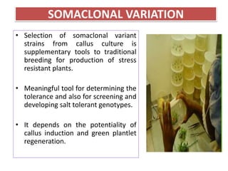 SOMACLONAL VARIATION
• Selection of somaclonal variant
strains from callus culture is
supplementary tools to traditional
b...