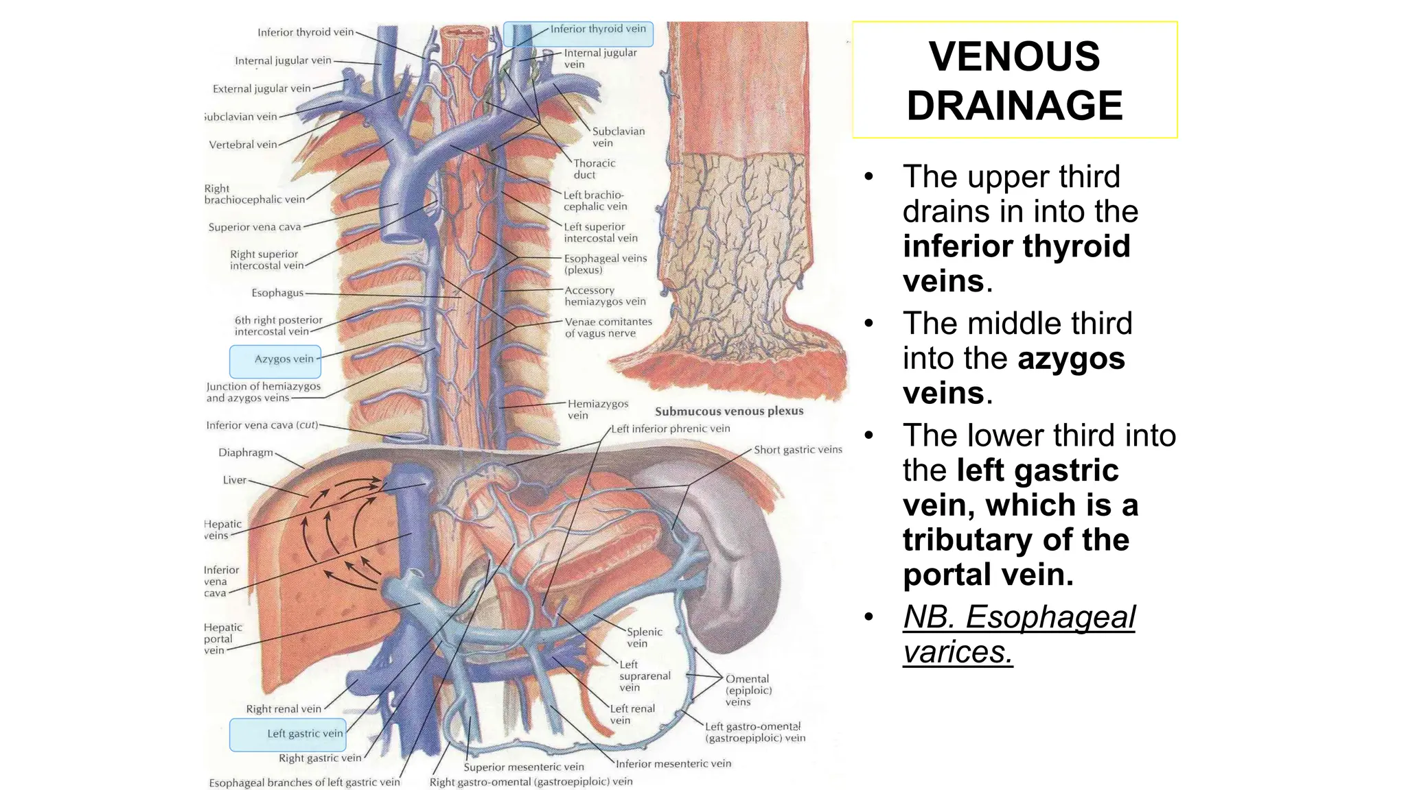 VENOUS
DRAINAGE
• The upper third
drains in into the
inferior thyroid
veins.
• The middle third
into the azygos
veins.
• The lower third into
the left gastric
vein, which is a
tributary of the
portal vein.
• NB. Esophageal
varices.
 