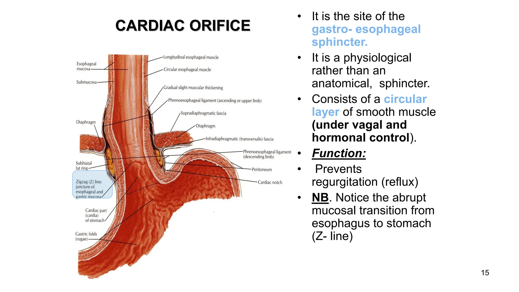 15
CARDIAC ORIFICE
• It is the site of the
gastro- esophageal
sphincter.
• It is a physiological
rather than an
anatomical, sphincter.
• Consists of a circular
layer of smooth muscle
(under vagal and
hormonal control).
• Function:
• Prevents (GER)
regurgitation (reflux)
• NB. Notice the abrupt
mucosal transition from
esophagus to stomach
(Z- line)
 