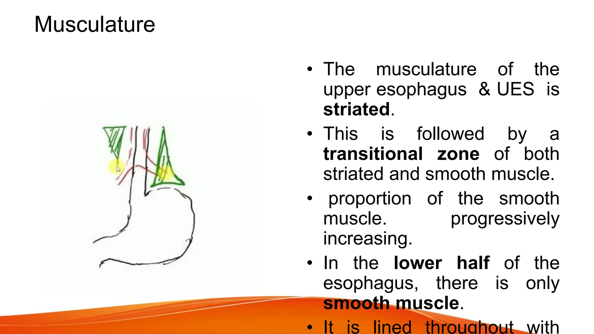 Musculature
• The musculature of the
upper esophagus & UES is
striated.
• This is followed by a
transitional zone of both
striated and smooth muscle.
• proportion of the smooth
muscle. progressively
increasing.
• In the lower half of the
esophagus, there is only
smooth muscle.
• It is lined throughout with
 