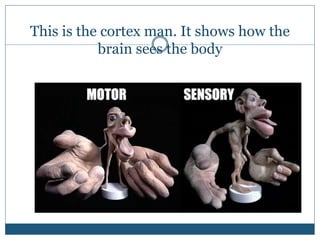 This is the cortex man. It shows how the
brain sees the body
 